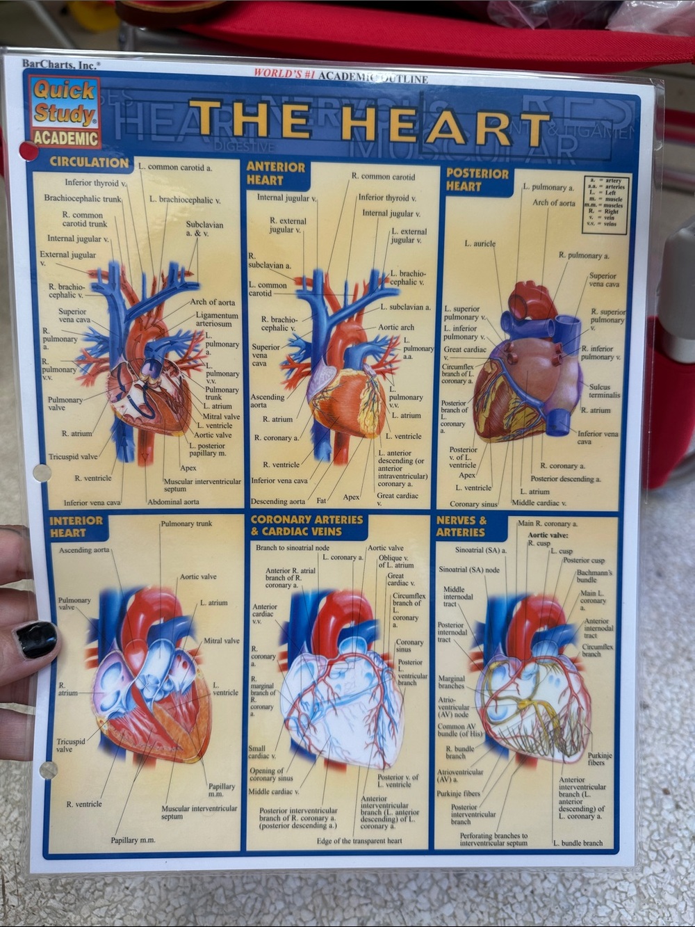 Quick Study Academic Laminated Study Guides